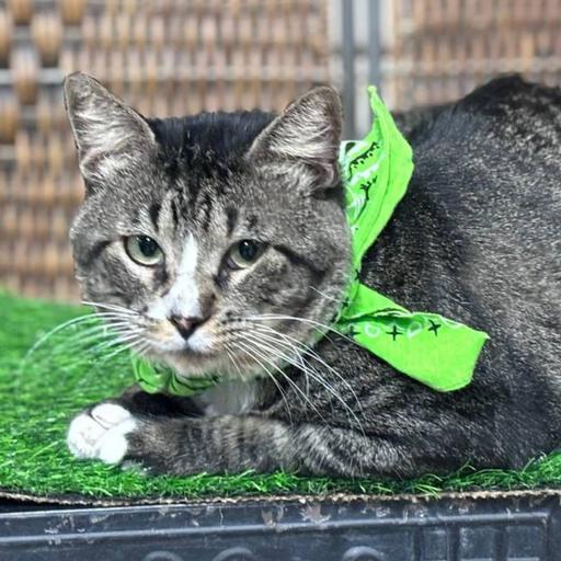 The House That Esbee Built