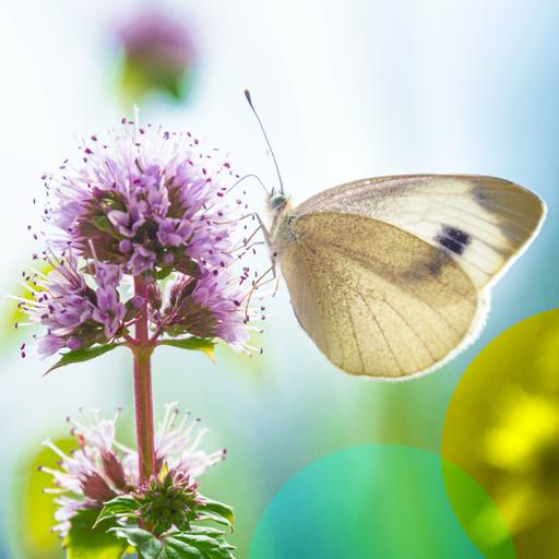 Retten statt gefährden! Der Mensch und die Artenvielfalt