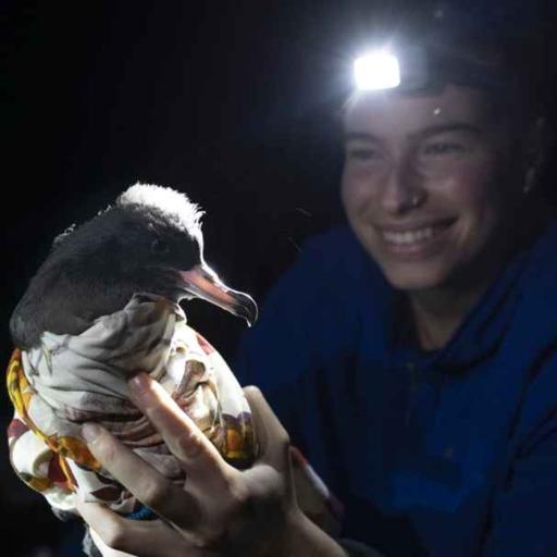 Alix de Jersey on plastic ingestion in seabirds showing impacts to liver & brain function (& what it might mean for humans)