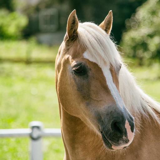 How To Help Your Animal's Skin Health Holistically