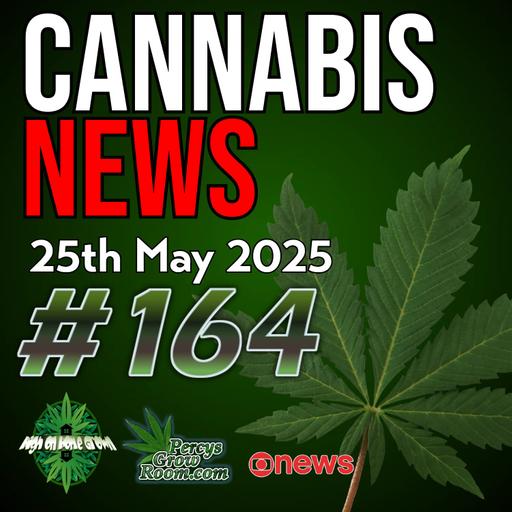 Solo Show with Macky | Trump Admin Eyes Psychedelics Legalisation? | Ex Pro Footballers £600k Cannabis Bust | Texas THC Ban | Modern Slavery in the UK | Cannabis News Episode 164