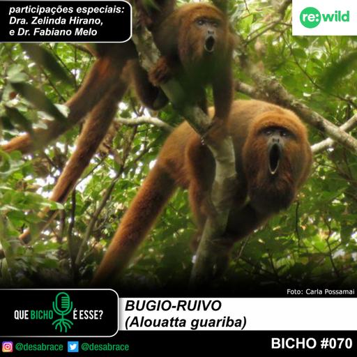 #vAPODN: bugio-ruivo (Alouatta guariba)