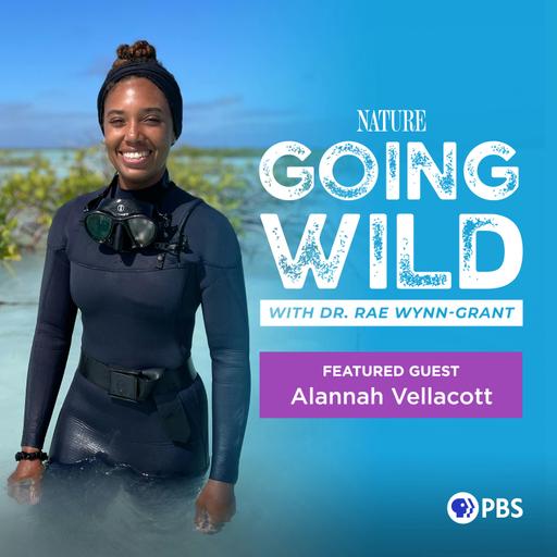 Slave Trade Shipwrecks + Saving Sharks: Meet Alannah Vellacott