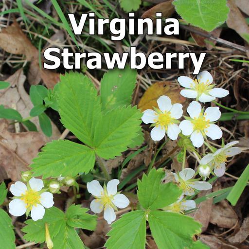 Virginia strawberry: A Beautiful, Tasty, and Underutilized Native Groundcover