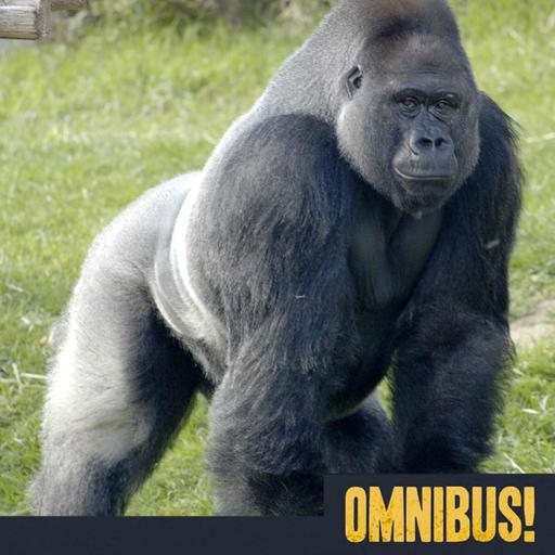 Gorillas, Discovery of (Entry 540.PS10420)