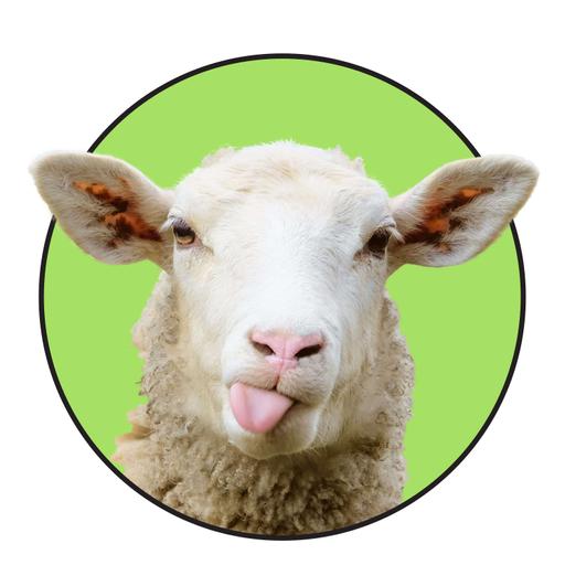 Are you a yarn Snob and should you avoid Temu?