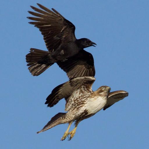 Crows - Part IV - Mating, Juveniles, Group Cohesion, Mobbing, etc.