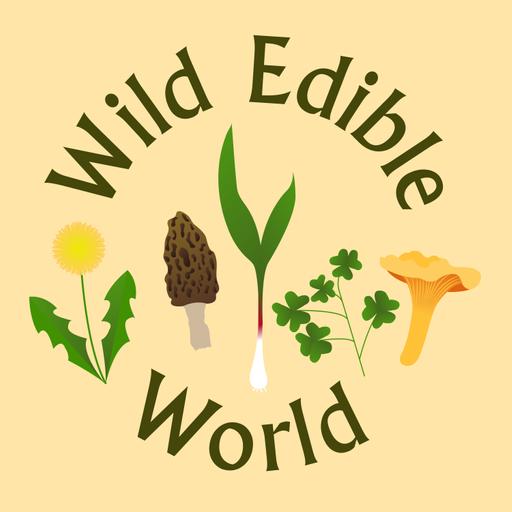 WEWP#80: Wood Sorrel (Oxalis sp.) & Spring Update