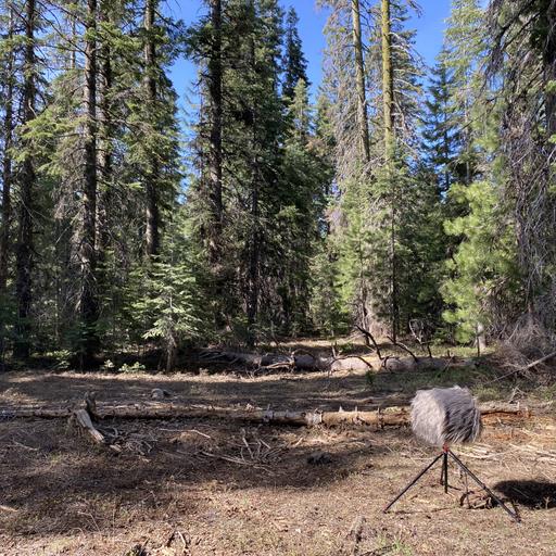 175: Dawn Chorus in Sattitla Highlands National Monument