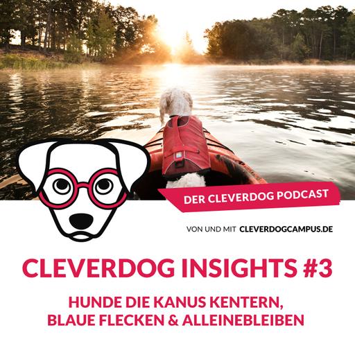 Cleverdog Insights #3 – Hunde die Kanus kentern, Blaue Flecken & Alleinebleiben