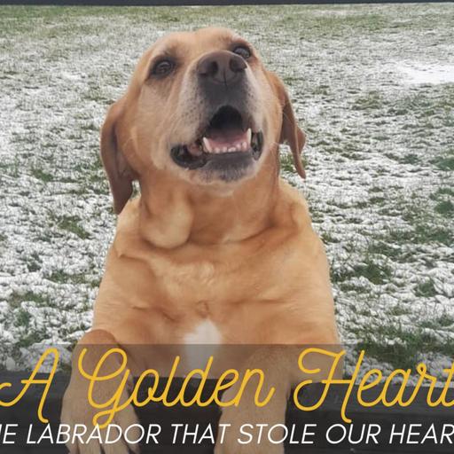 A Big Bark podcast special - A golden Heart - The labrador that stole our hearts