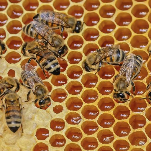 Bienen - Die geliebten Tiere