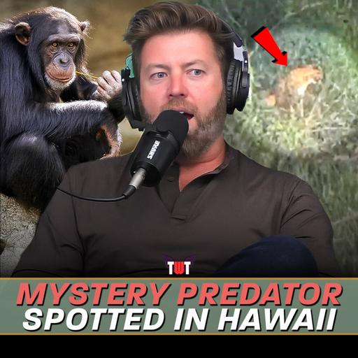 Mystery Creature Spotted in Hawaii, Chimpanzee Musical Skills, & How To Eat A Taco