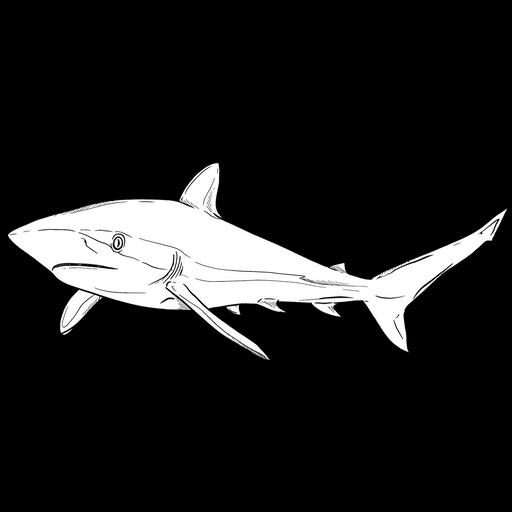 The Silky Shark