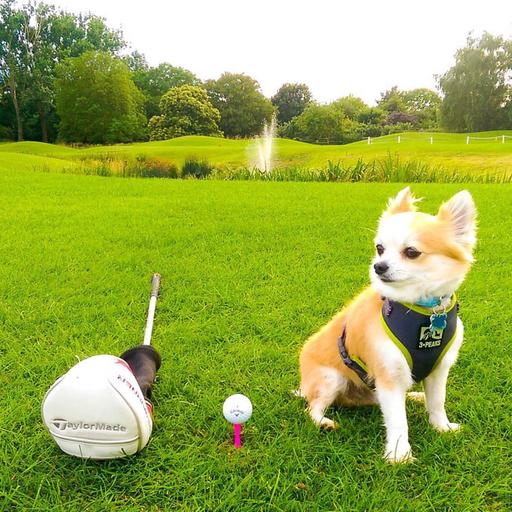 From Dogs to Drives: An Unconventional Golf Story
