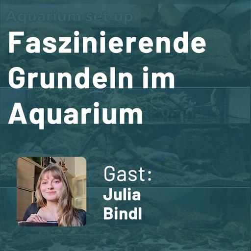 Faszinierende Grundeln im Aquarium (Julia Bindl)