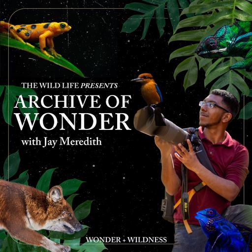 Archive of Wonder with Jay Meredith