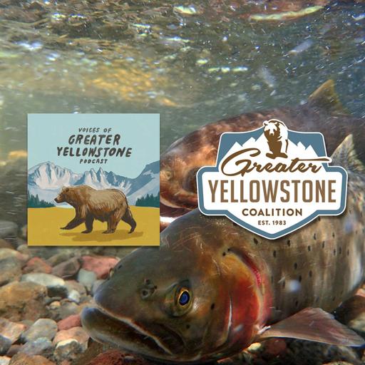 Trout Tales: The Comeback of the Yellowstone Cutthroat