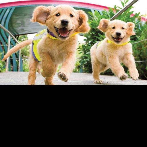 Episode 288 - epilepsy detecting dogs and technology