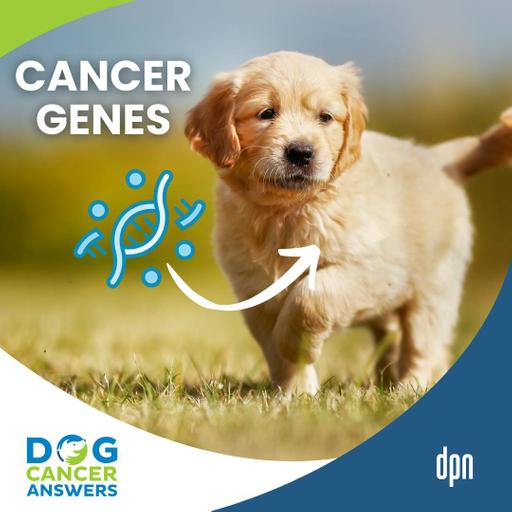 How Some Dogs Get Cancer: How Genetic Mutations Trigger Cancer in Dogs | Charlotte Hacker, MS, PhD #286