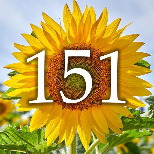 151 - June Jobs, Sunflower Joy & Summer Harvests