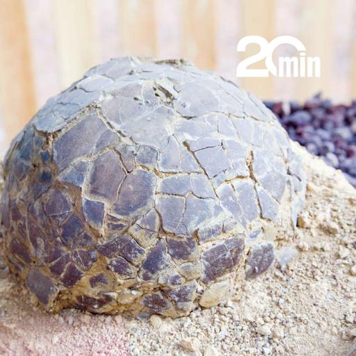 Découvrez « Eggs en Provence », gisement d'œufs de dinosaures unique au monde