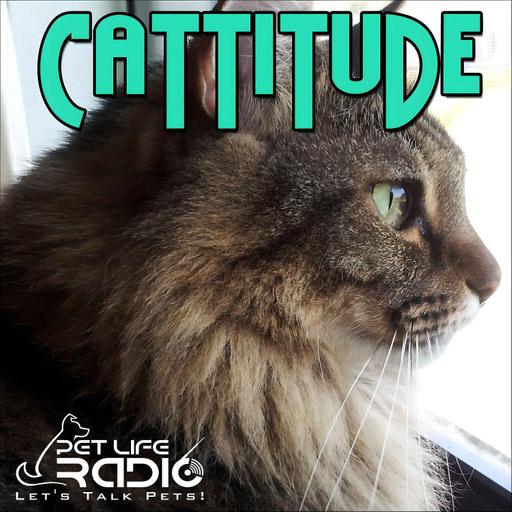 Cattitude - Episode 271 Arthritis & the Aging Cat: What Every Cat Parent Should Know