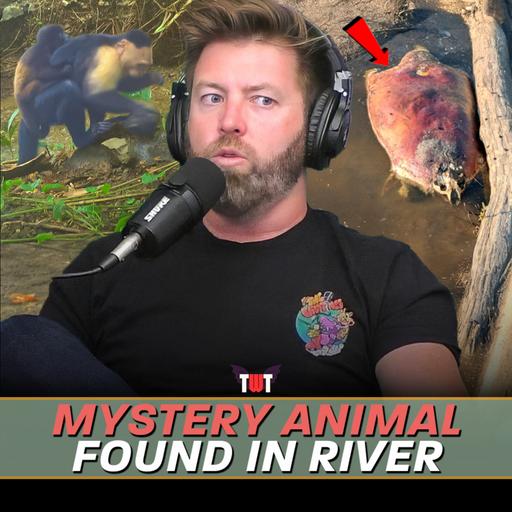 Mystery Animal Found in River, Aliens Drawing Lines in Desert & Monkeys Stealing Babies