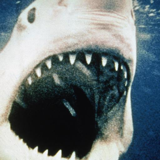 Can the cinematic genius of “Jaws” overcome its problematic legacy?