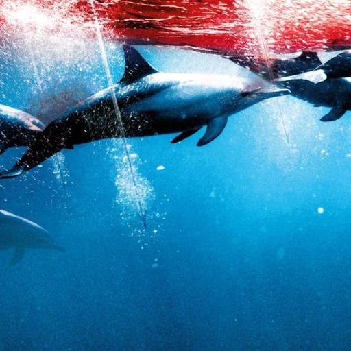 CONNECTION: Guarding the Voiceless with Peter Heller