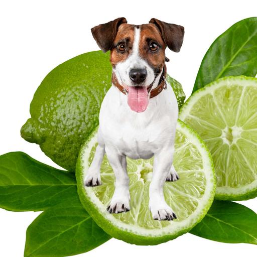 Why Lime Essential Oil Could Help Your Dog