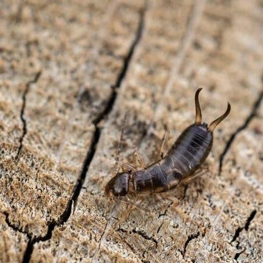 Aphids, Earwigs & Allies: Insect Week with the RHS