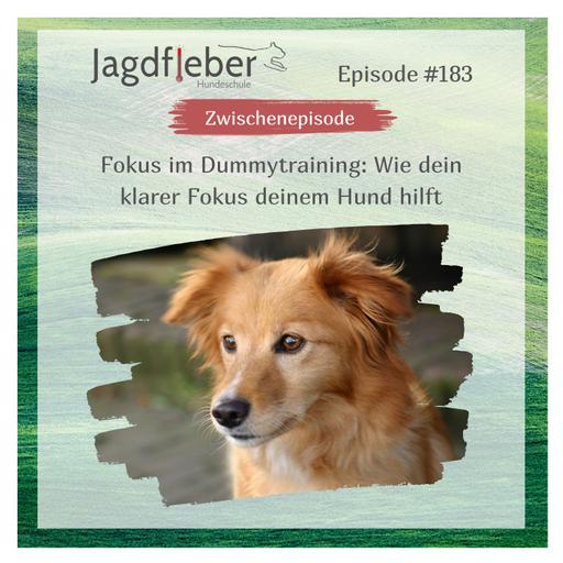 P183: Fokus im Dummytraining: Wie dein klarer Fokus deinem Hund hilft