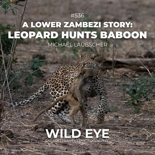 #536 - A Lower Zambezi Story: Leopard Hunts Baboon
