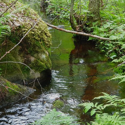 At the Forest Brook