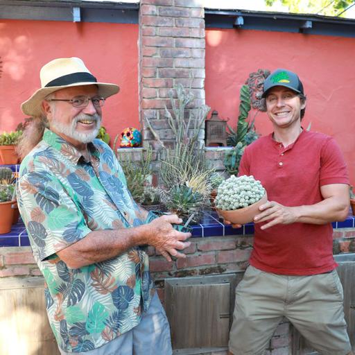 Nature's Sculptures: Cactus and Succulents