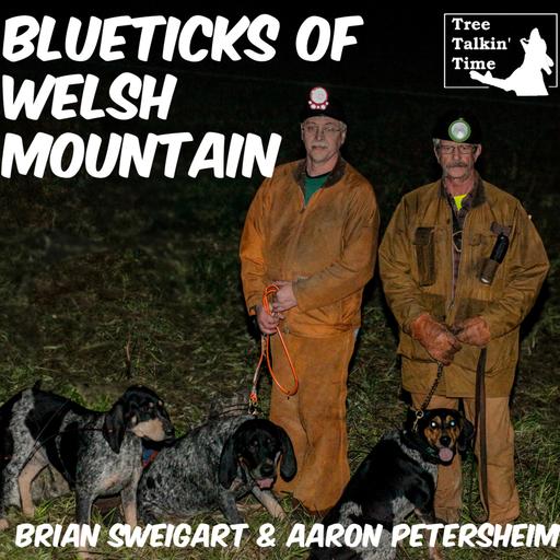 185. Blueticks of Welsh Mountain