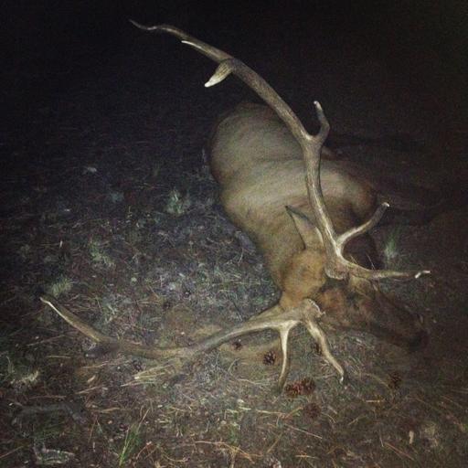 Elk Hunting W/ Zach Bowhay