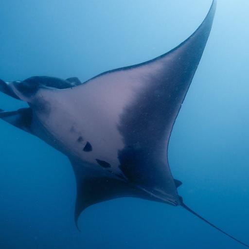 Wings of the Ocean: Manta Rays