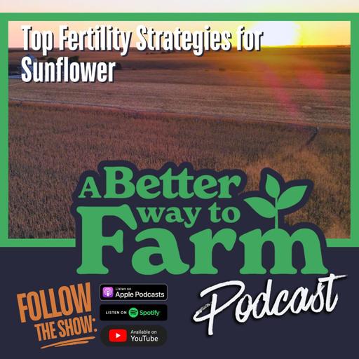 312: Top Fertility Strategies for Sunflower