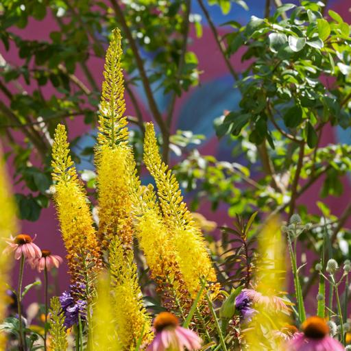 Growing Ideas: Highlights from RHS Hampton Court