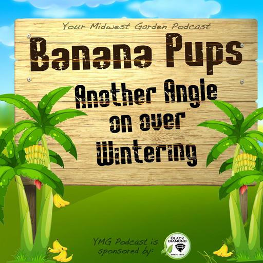 Banana Tree Pups - Another Angle to over Wintering!
