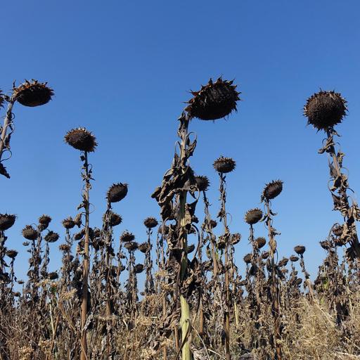 Extremwetter - Für welche Klimapolitik steht Schwarz-Rot?