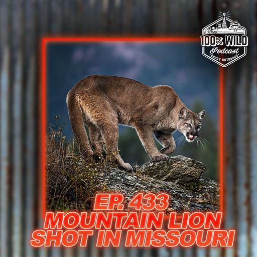 Mountain Lion Shot in Missouri: What Would YOU Do? | 100% Wild Podcast ep.433