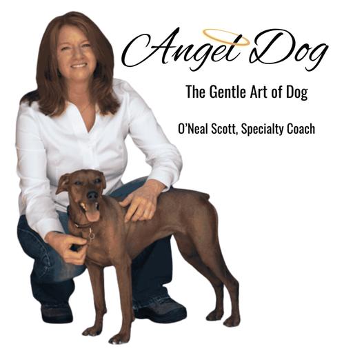 "The Day After the Fireworks: How to Help Your Dog Heal"
