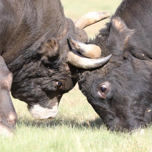 Bosnische Korida - Mit dem Stierkampf Grenzen überwinden