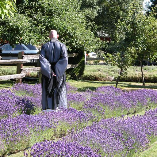 Miraculous Medicine - June 29, 2025 - Dharma Talk