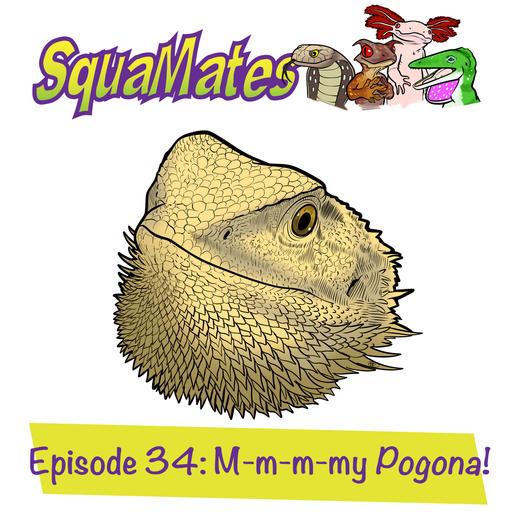 SquaMates Ep. 34: M-m-m-my Pogona!
