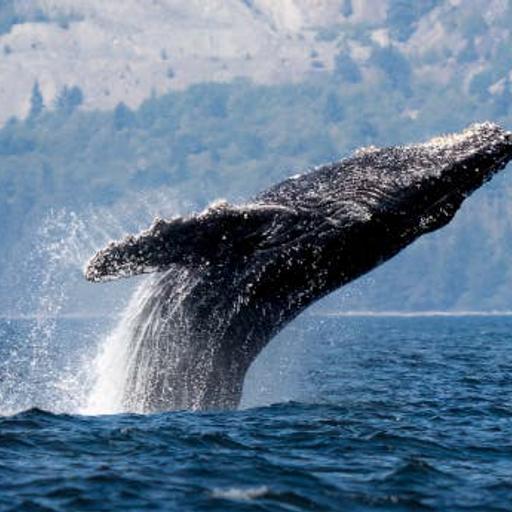 Humpback Whales – The Ocean’s Vocalists