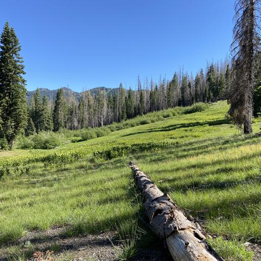 176: Trinity Alps Wilderness- Morning Chorus in Trail Gulch